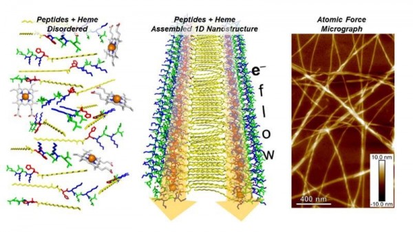 Nature Inspires a New Wave of Biotechnology