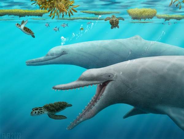 Study Reveals New Clues About How Whales and Dolphins Came to Use Echolocation