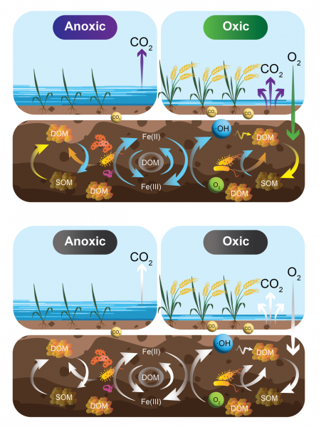 Unraveling Paddy Soil Secrets: Surprising Contribution of Nonmicrobial Mechanisms to CO2 Emissions