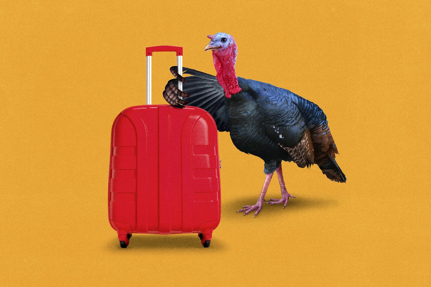 Advice | Our best advice for Thanksgiving travel