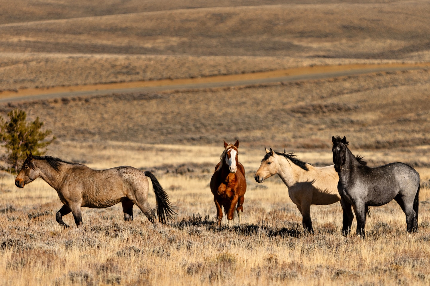 In a ‘sacred’ desert, the U.S. turns away from drilling and mining