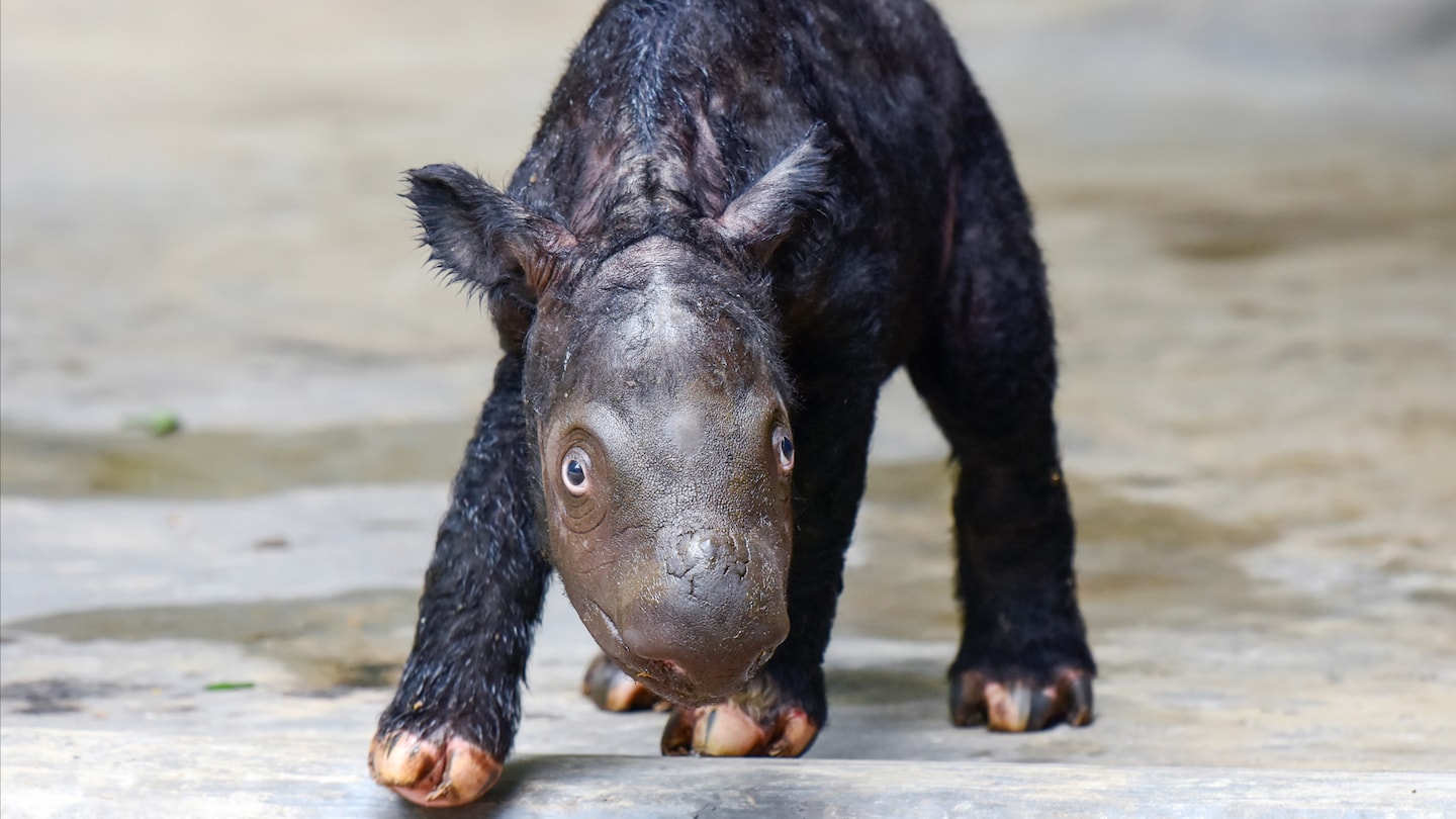 Delilah, a critically endangered Sumatran rhino, gives birth to a new calf