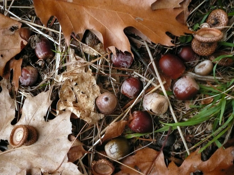 In Nature – The Lincoln County News