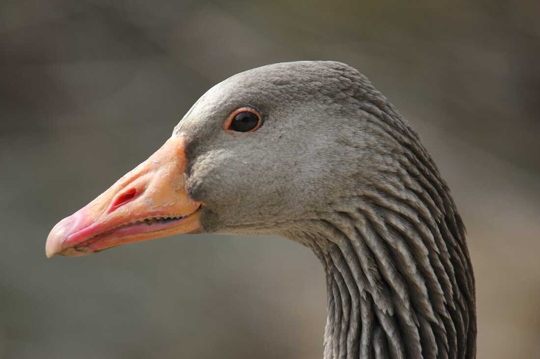 Enhance! HORNK! Artificial intelligence can now ID individual geese