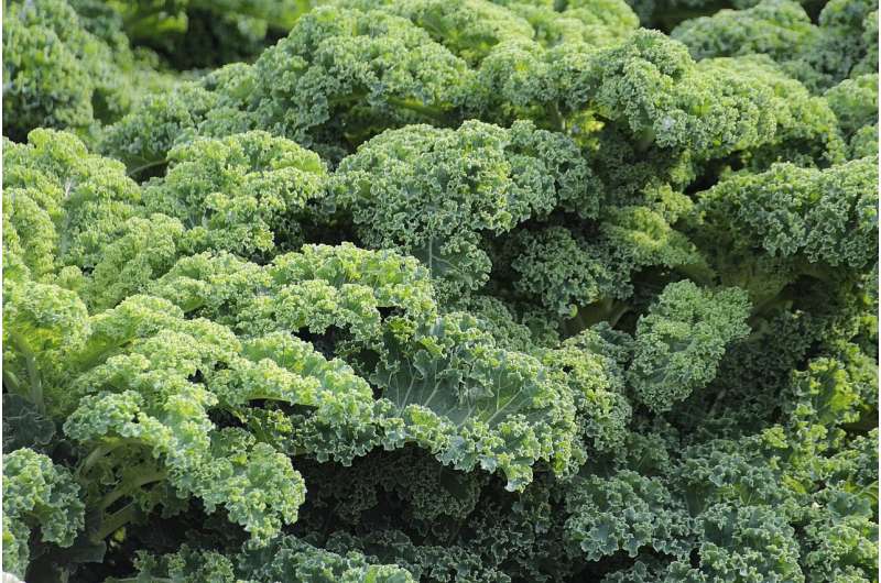 Eight super-healthy leafy greens—and why you should eat them