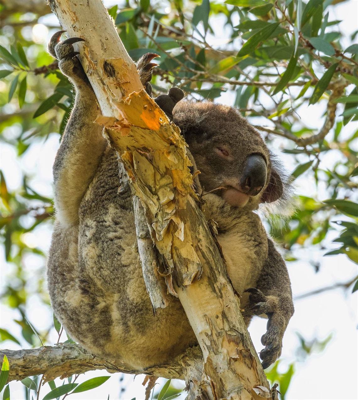 Council consults community on draft Koala Strategy