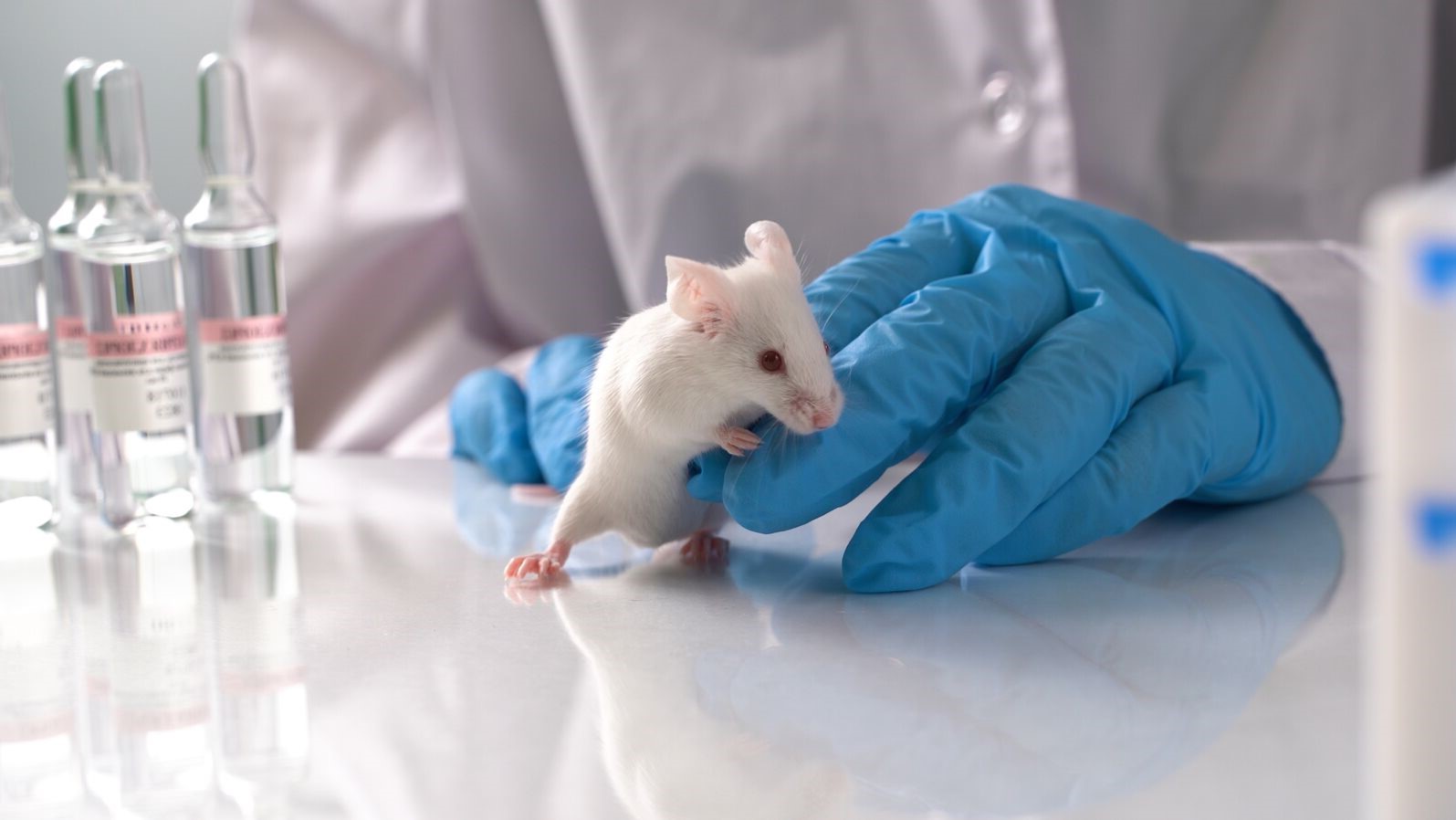 Introducing TKPlate – food safety without animal testing?