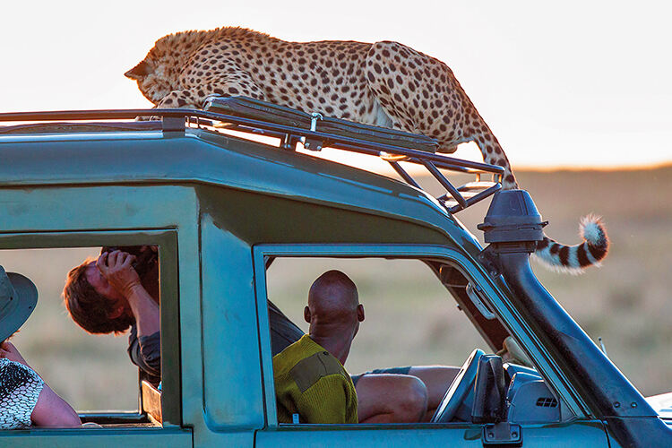 Gone wild: is wildlife tourism out of control?