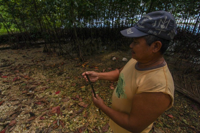 10 years after Haiyan, are mangroves protecting Philippine coastal areas?