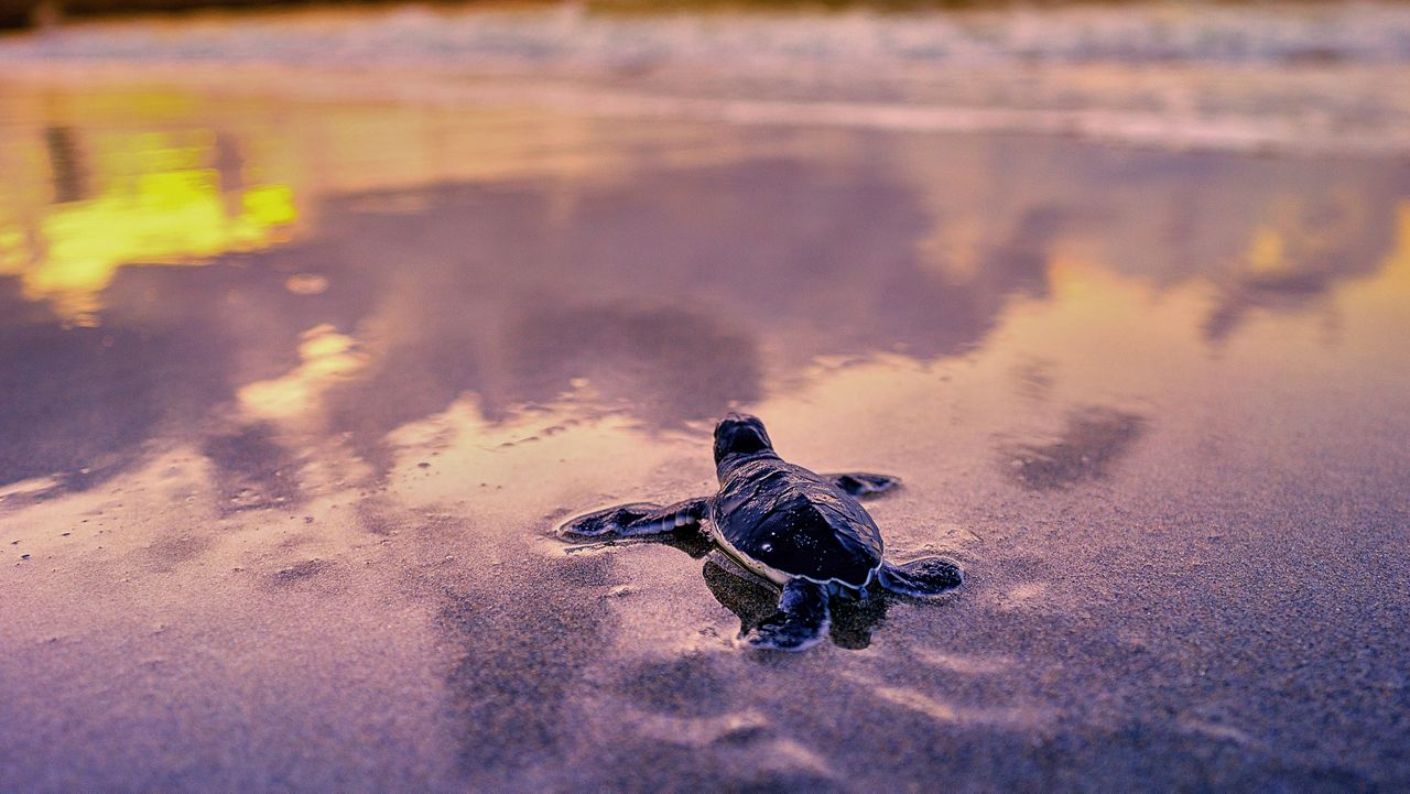 Sea turtle nests break records as global warming threatens