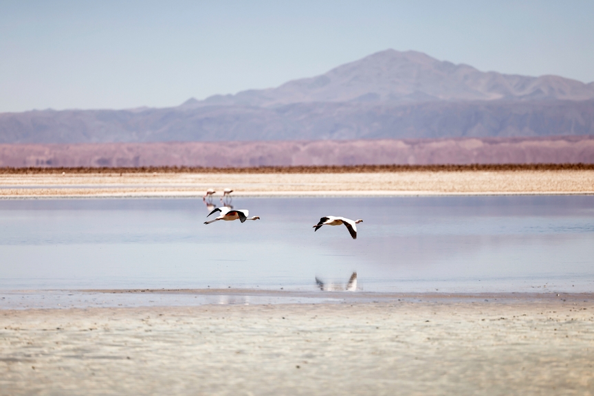 Legacy Programme launched in Atacama Desert to safeguard flamingo population