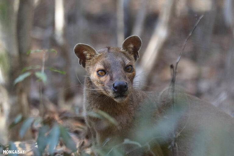 Madagascar group aims to protect wildlife from stray cats & dogs