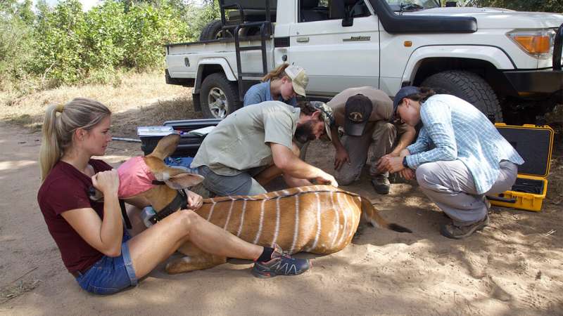 New study shows in real-time what helps mammals survive a natural disaster