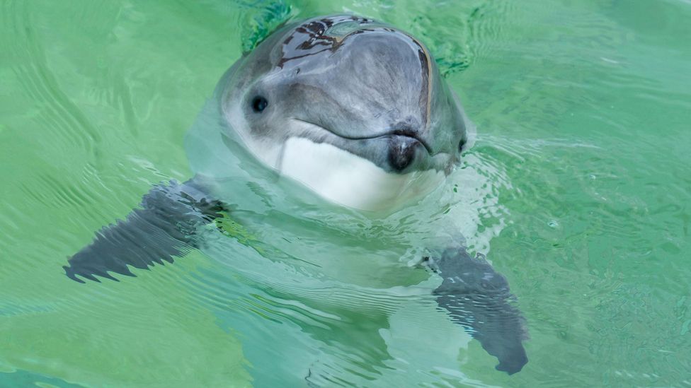 The big bubble curtains protecting porpoises from wind farm noise