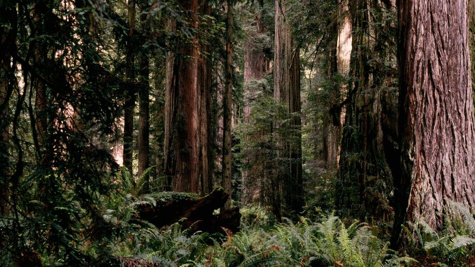 Bringing back California’s redwood forests