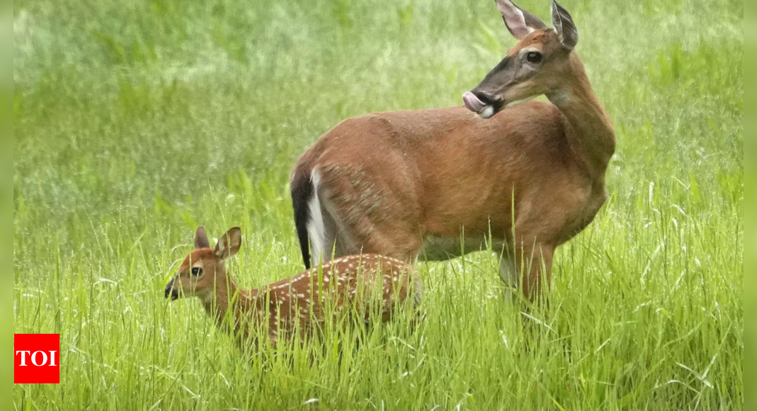 Maine and Massachusetts are the last states to keep bans on Sunday hunting. That might soon change