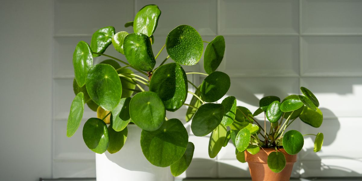 These Houseplants Will Bring You Good Luck