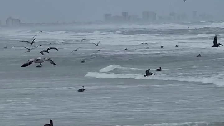 Pelicans display bizarre ‘feeding frenzy’ off Florida coast