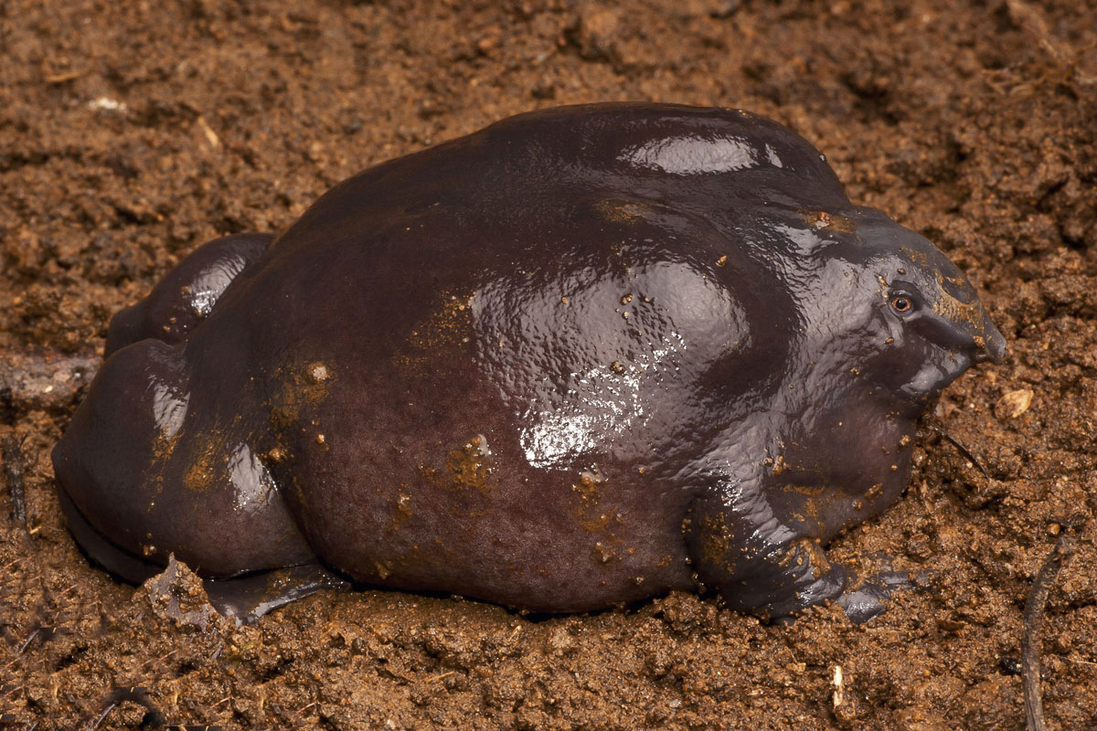 World’s weirdest: Meet the purple frog flaunting nature’s most bizarre backside