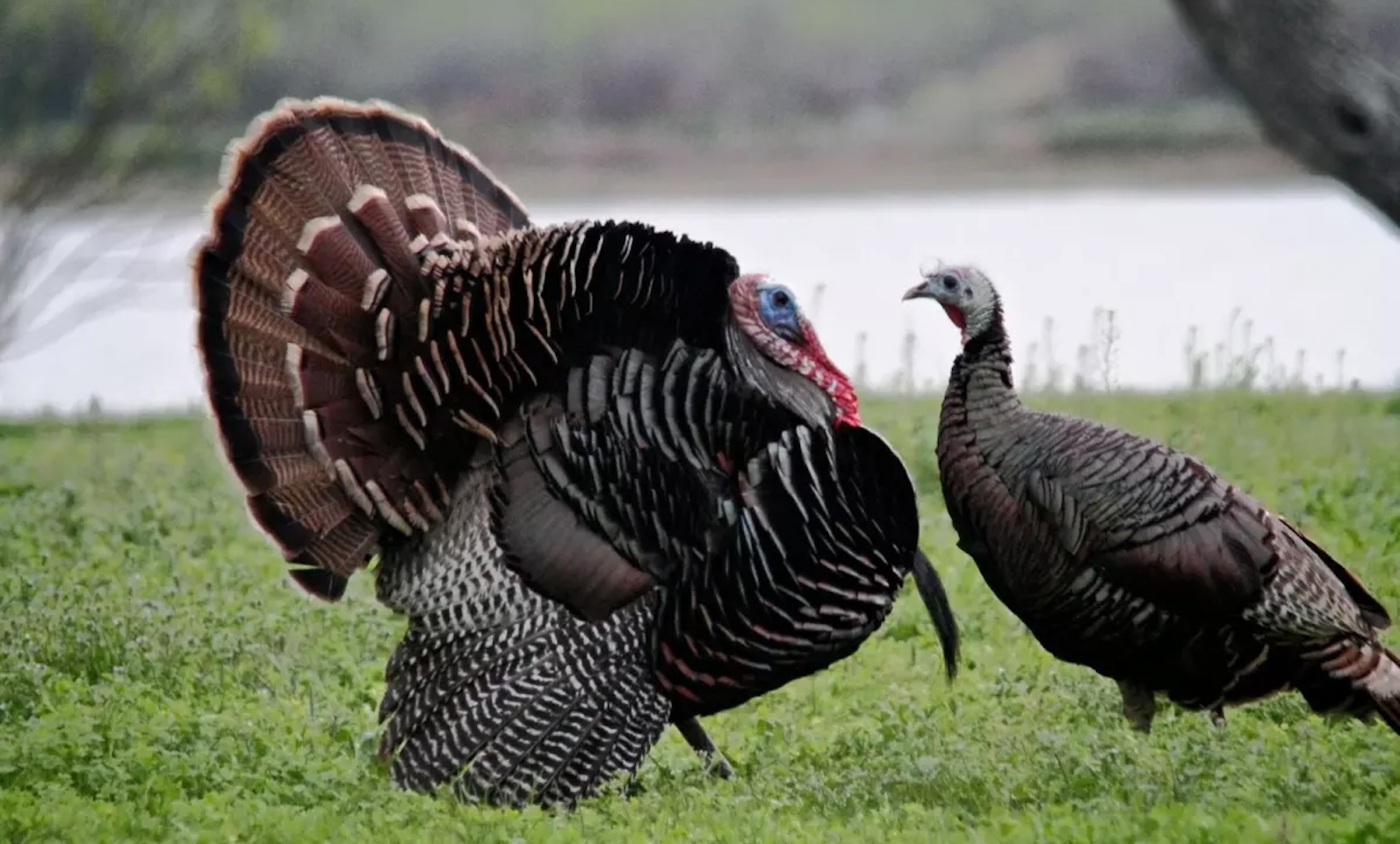 A few post-Thanksgiving turkey facts