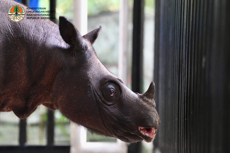 Boost for Sumatran rhino IVF plan as eggs extracted from Bornean specimen