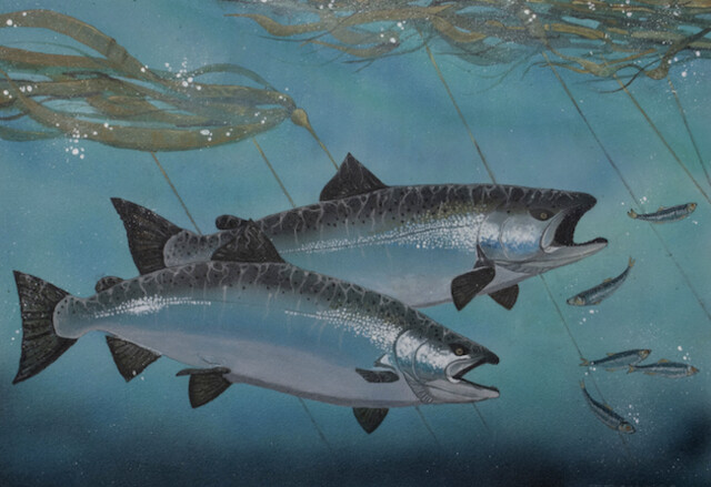 Armstrong artists wins Pacific Salmon Foundation’s annual Salmon Conservation Stamp Art competition