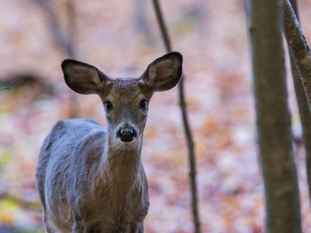 Deer Leaps Over Car, Crashes Into Truck As New Buyer Shows Up: Reports