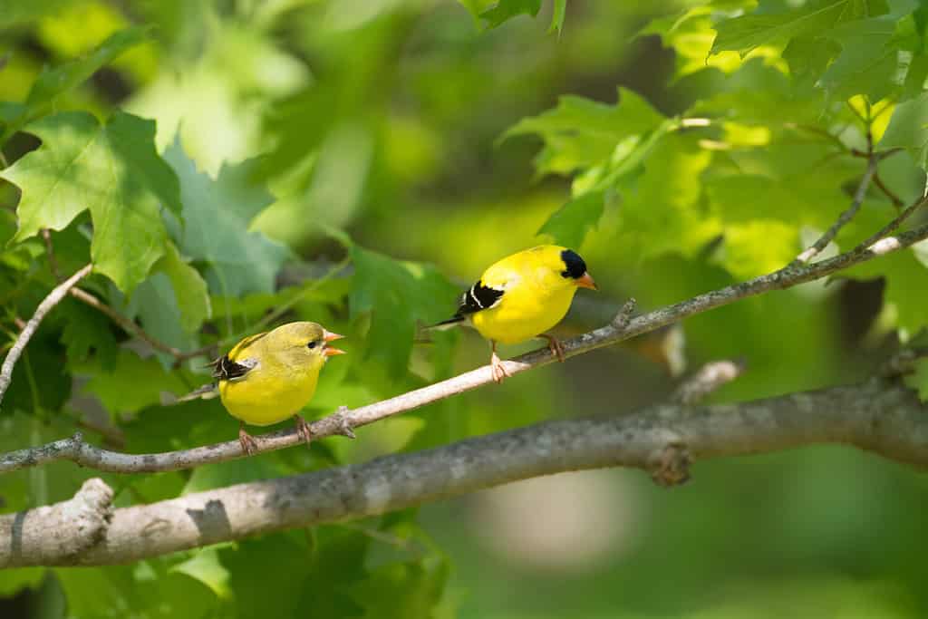 Where Do Yellow Finches Nest?