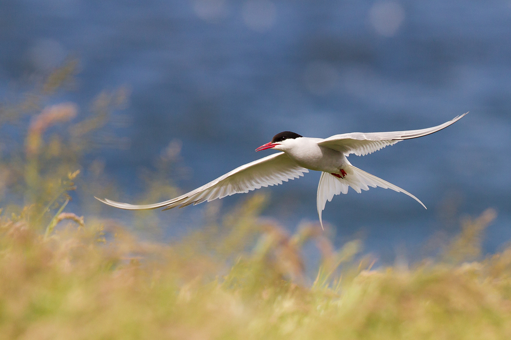 BirdLife International announces the appointment of Martin Harper as its new CEO.