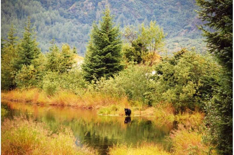 Southern Alaska’s national forests key to meeting climate and conservation goals, study shows