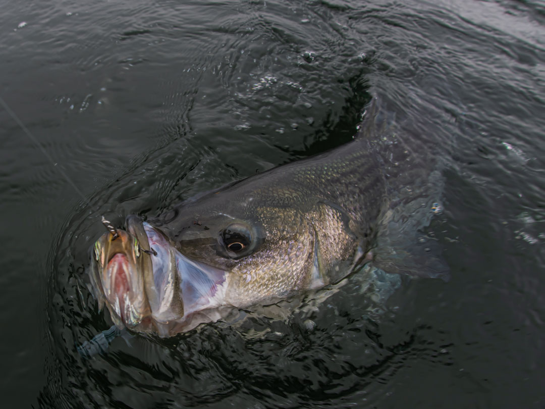 States Schedule Public Hearings on Atlantic Striped Bass Draft Addendum II