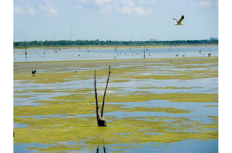 Wetlands offer greater cumulative benefit for flood control: Study