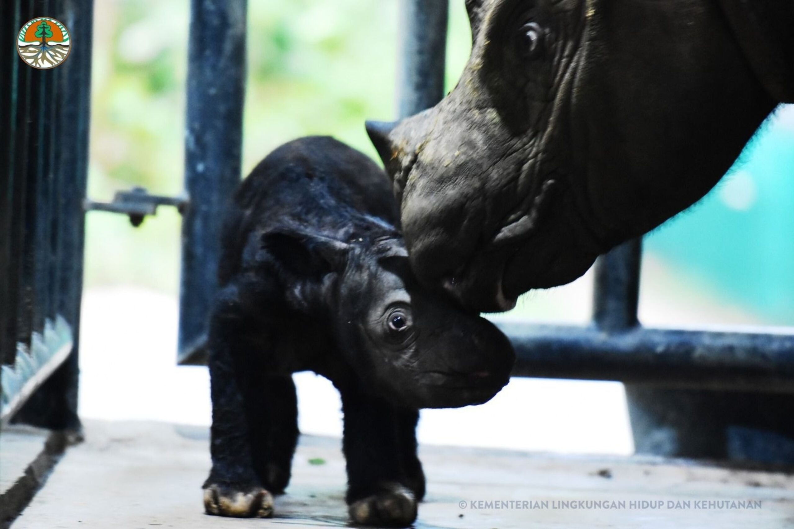 Critically endangered Sumatran rhino born at Indonesian sanctuary