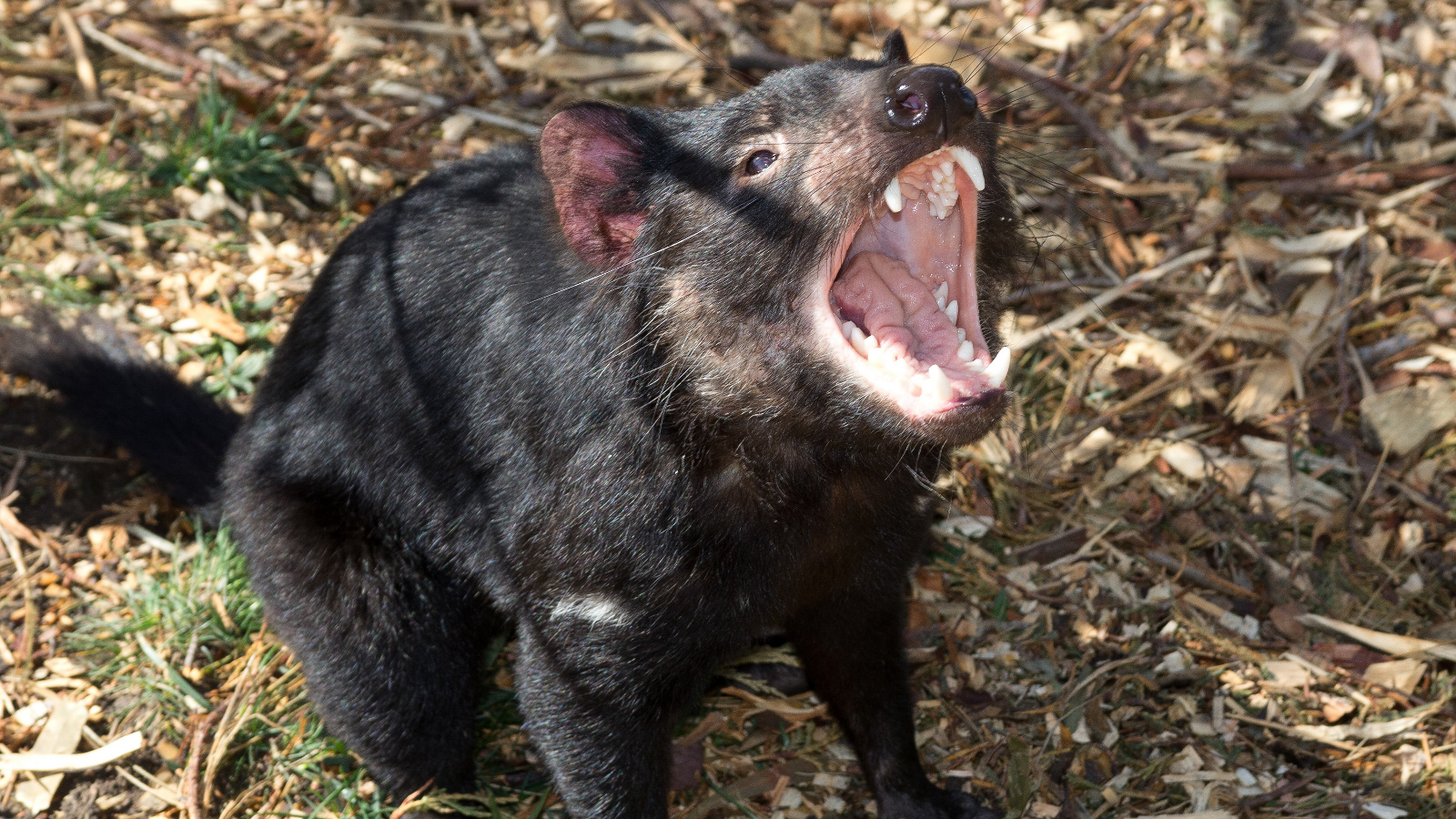 Bonorong Wildlife Sanctuary