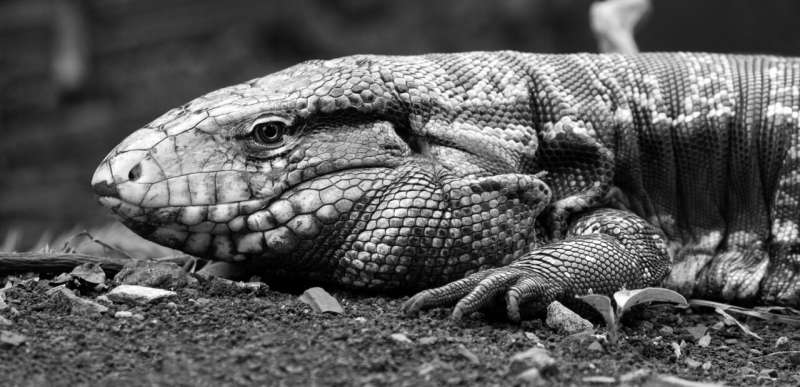 Invasive ‘giant’ reptile lurks under Georgia porch, officials say: Here’s why it is dangerous