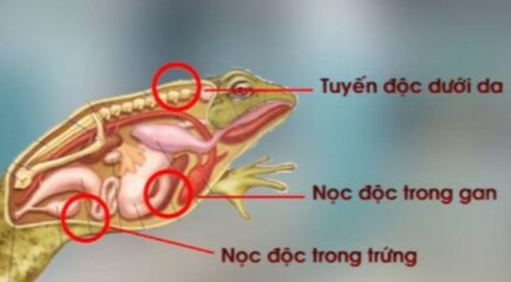 Liên tiếp ca ngộ độc thịt cóc: Chất độc “chi chít” ở da, nội tạng, trứng