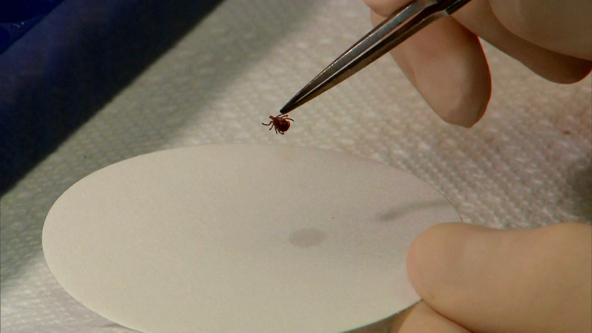 Invasive ticks increase during the winter months – WNKY News 40 Television