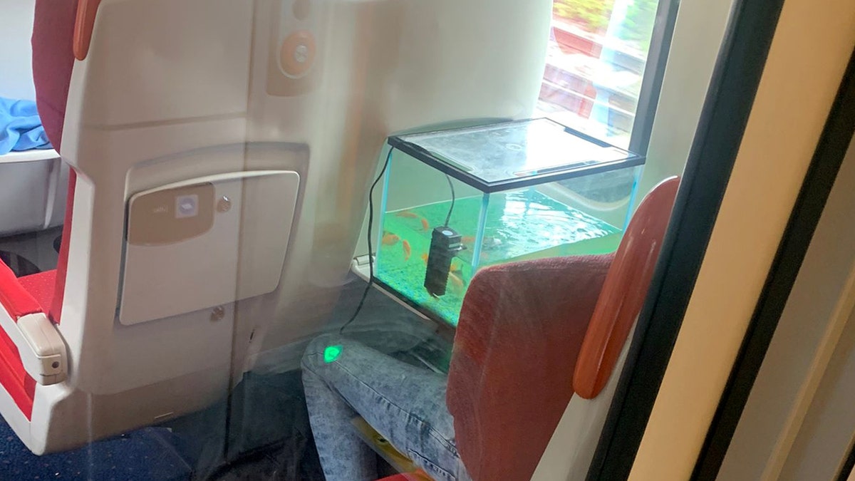 Fish travel in style on train as man keeps tank’s air filter going: ‘Most ridiculous thing I’ve ever seen’