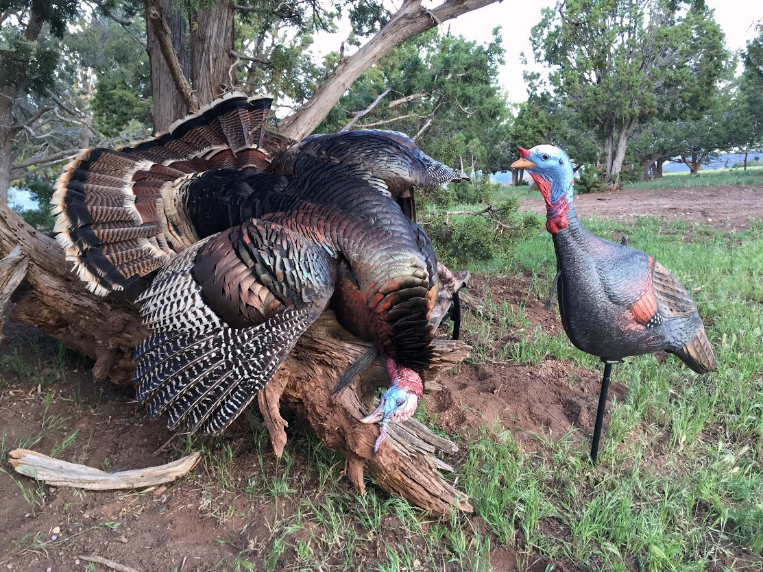 Apply for Utah’s 2024 Spring Limited-Entry Turkey Hunting Permits