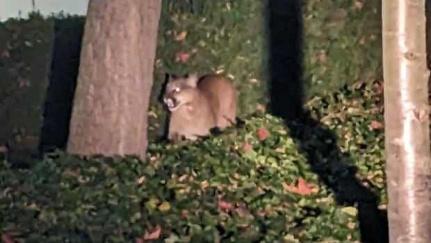 Cougar roaming near downtown Victoria prompts police call to shelter in place