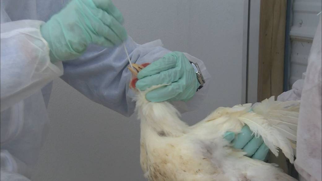 ‘Real nightmare’: Avian flu strikes 7 Fraser Valley farms, wildlife centre overwhelmed