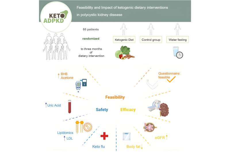 When nutrition becomes a treatment: Study investigates ketogenic dietary interventions in polycystic kidney disease