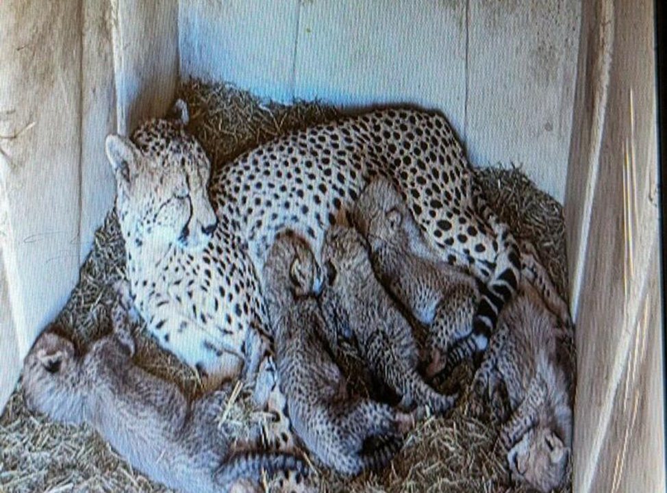 Wildlife Safari’s Historic Cheetah Cub Collaboration Marks a Milestone for Conservation