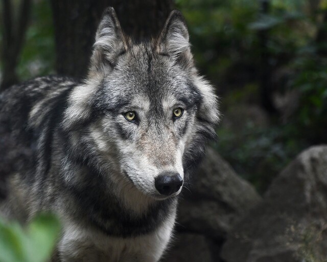 Provinces licensing wolf fur farms, B.C. group reveals