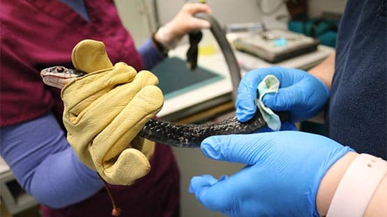 Wildlife Center of Virginia preps Thanksgiving meals for more than 130 wild animals