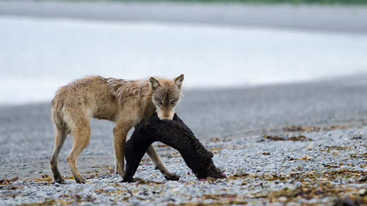 Wolves hunt sea otters and seals, a startling find