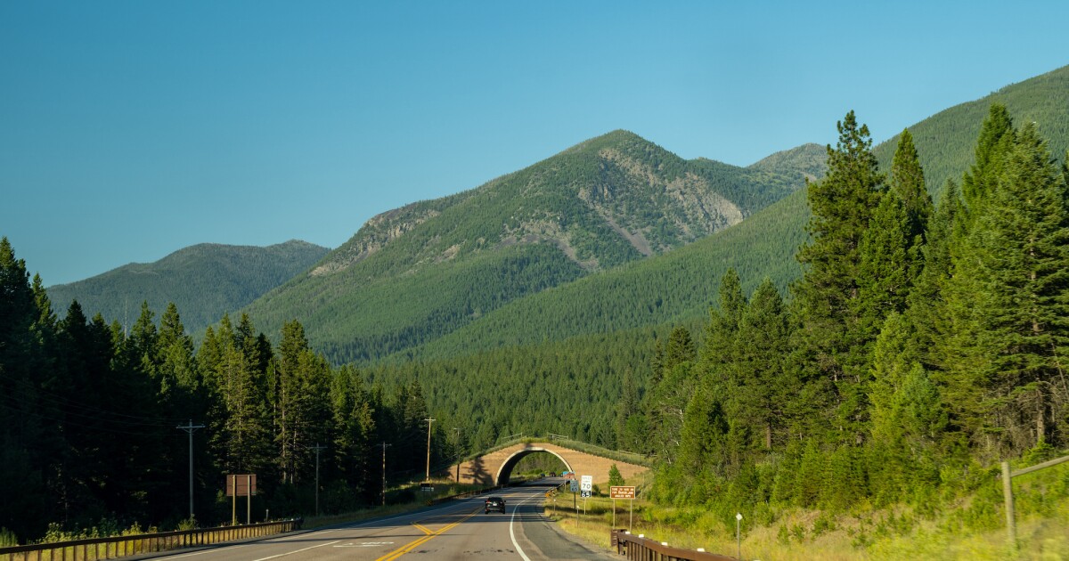 Federal money will help build wildlife crossings across the Mountain West