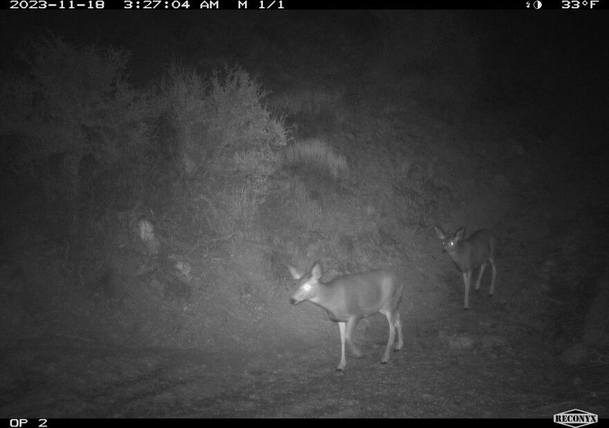 Photos show animals crossing Idaho’s first wildlife overpass