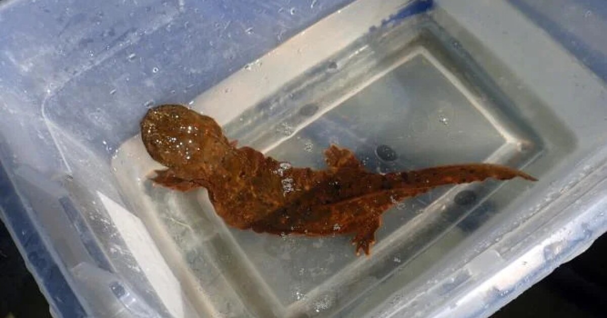 First St. Louis Zoo-born Eastern Hellbender reproduces in the wild