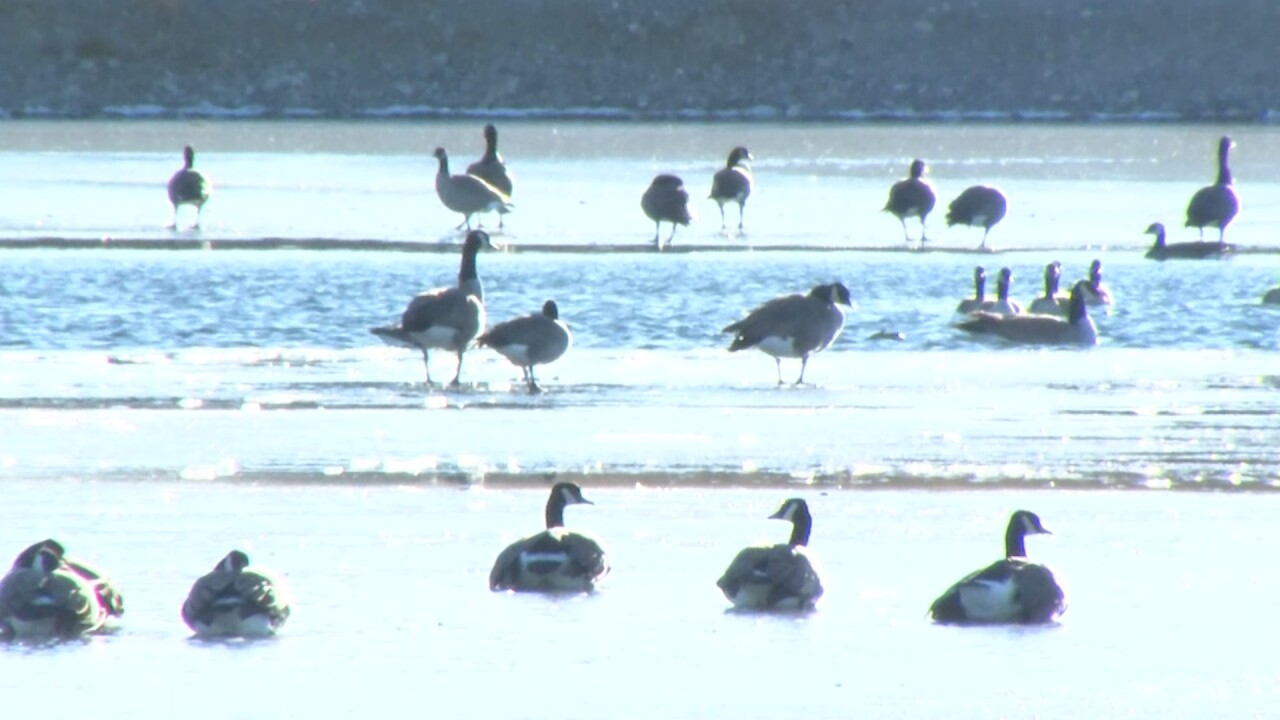 FWP: Laurel park to remain open after discovery of bird flu in wildlife